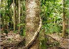 Rainforest -4